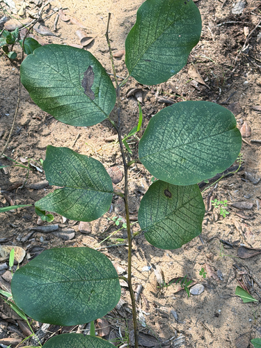 Annona senegalensis
