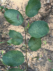 Annona senegalensis