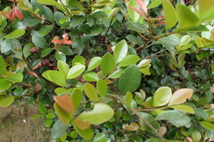 Syzygium elliptifolium