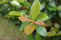 Syzygium elliptifolium