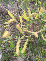 Salix pierotii