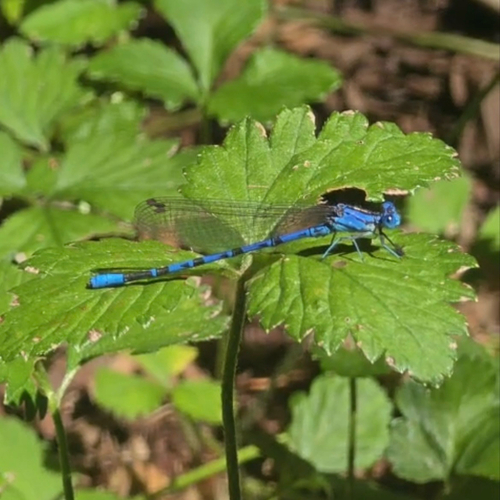 Vivid Dancer seen in Sonoma Valley