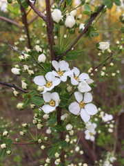 Spiraea prunifolia