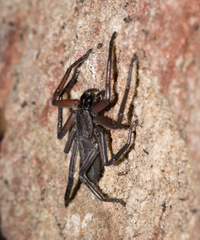 Trachycosmidae