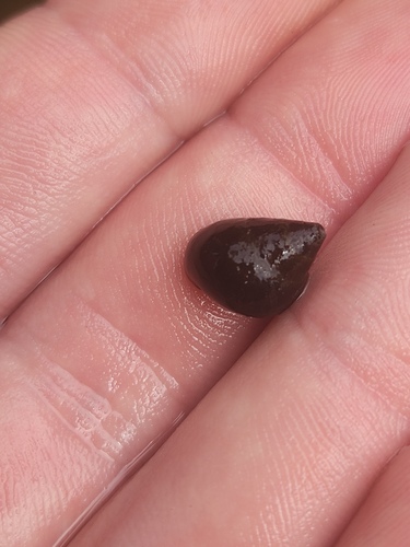 Leptoxis carinata observed 2026-07-10