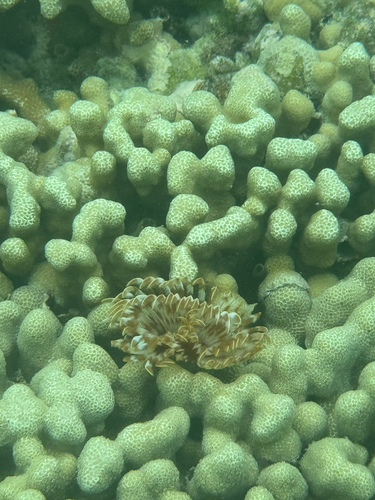 Sabellastarte spectabilis observed 2026-07-10