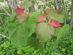 Mallotus japonicus