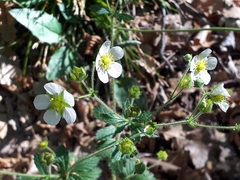 Drymocallis rupestris