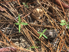 Trichostema setaceum