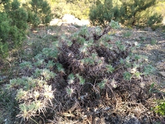Astragalus arnacantha