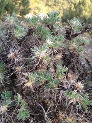 Astragalus arnacantha