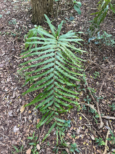 Stenochlaena tenuifolia