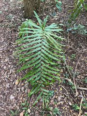 Stenochlaena tenuifolia