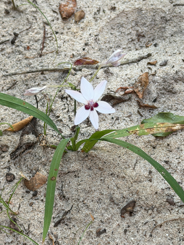 Freesia laxa, photograph 6