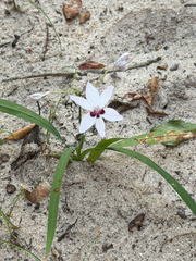 Freesia laxa, photograph (c) alanbedfordshaw, some rights reserved (CC BY-SA)