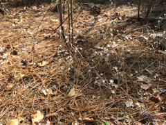 Trichostema setaceum