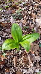 Veratrum parviflorum