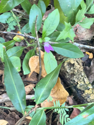 Justicia capensis, photograph 2