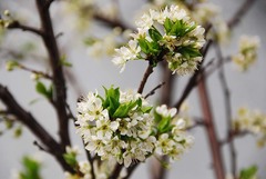 Prunus salicina