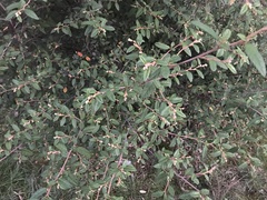 Pomaderris prunifolia