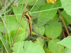 Ascalohybris subjacens