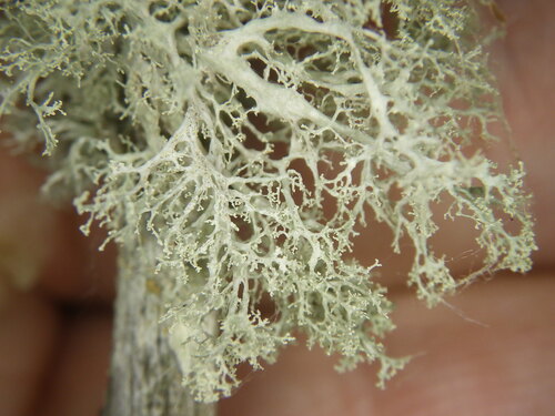 Ramalina roesleri observed 2026-07-10