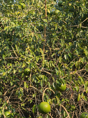 Strychnos spinosa, photograph 3