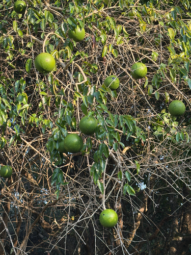 Strychnos spinosa, photograph 2