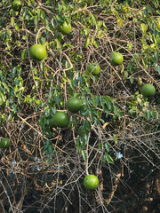 Strychnos spinosa, photograph (c) alanbedfordshaw, some rights reserved (CC BY-SA)