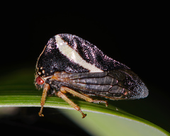 Smilia fasciata