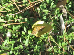 Heteropterinae