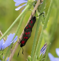Zygaena filipendulae