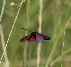 Zygaena filipendulae