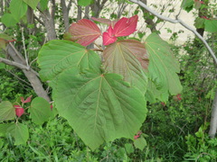 Mallotus japonicus