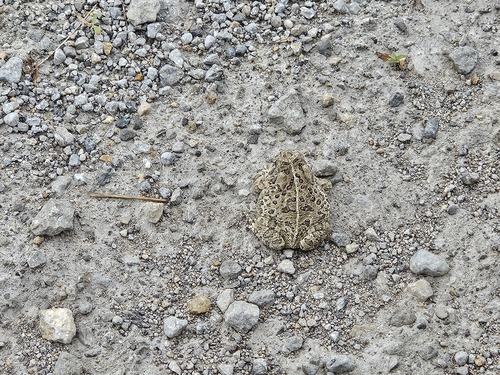 Woodhouse's Toad