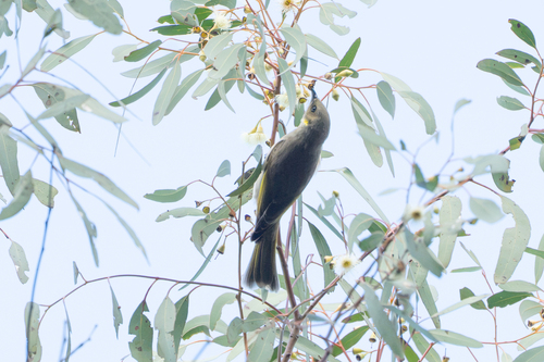 Fuscous Honeyeater