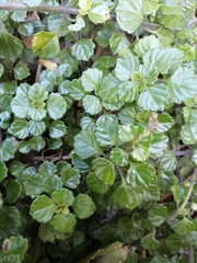 Plectranthus lucidus