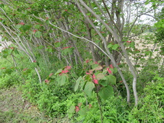 Mallotus japonicus