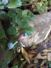 Plectranthus lucidus