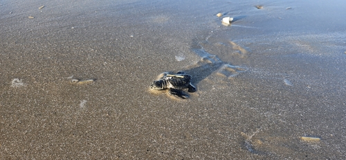 Kemp's Ridley Sea Turtle observed by katelyn3