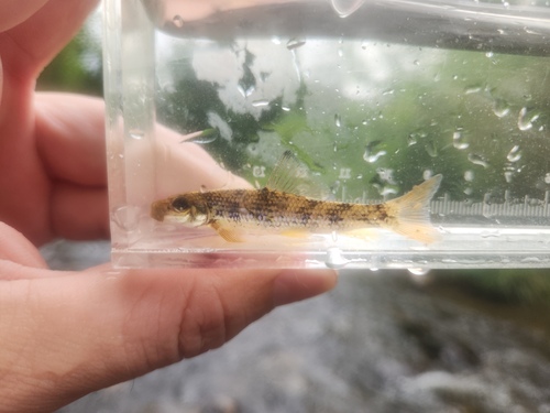 Black jumprock (Moxostoma cervinum) — Catostomidae — 4
