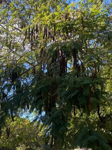 Leucaena diversifolia observed 2026-07-07