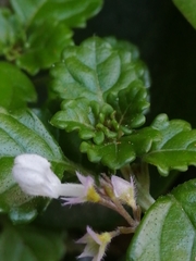 Plectranthus lucidus