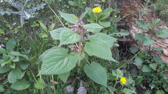 Lamium orvala