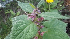 Lamium orvala