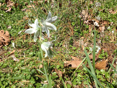 Ornithogalum nutans