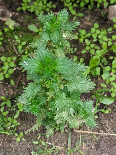 Наблюдение на iNaturalist