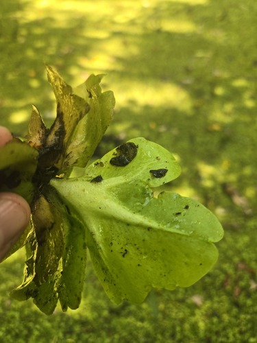 Ceratopteris pteridoides, photograph 5