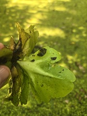 Ceratopteris pteridoides, photograph (c) Jody Shugart, some rights reserved (CC BY)