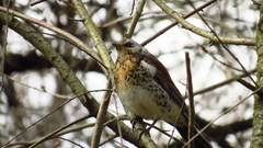 Turdus pilaris